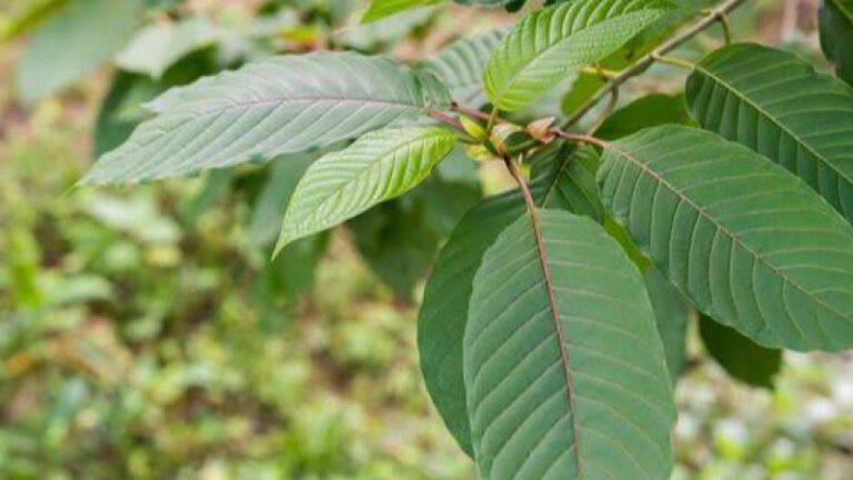 Pemerintah Segera Atur Regulasi Budidaya Kratom Pemerintah Segera Atur Regulasi Budidaya Kratom