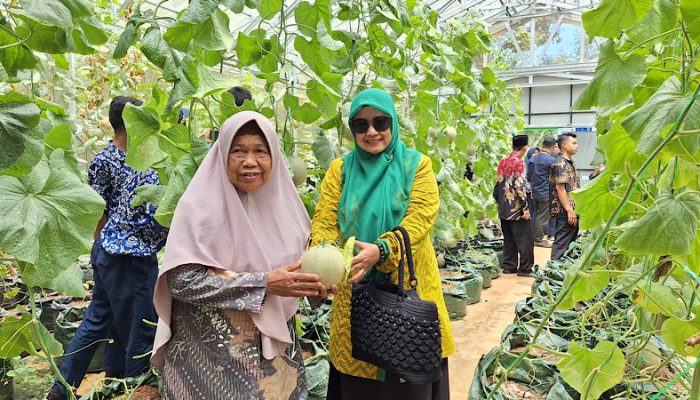 Meniti Jalan Menuju Petani Milenial, SMK PK Nurusalam Gagas Panen perdana Melon di Green House