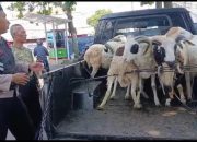 Addda Aja Modus Penipu Jelang Idul Adha, Hati Hati Para Penjual Hewan Kurban, Jangan Bernasib Seperti ini