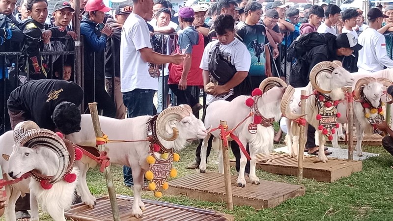 2300 Lebih Peternak Domba Meriahkan Pesta Patok di Kabupaten Tasikmalaya
