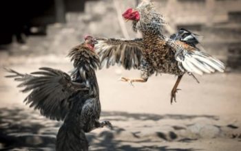 Di Duga Bekingi Judi Sabung Ayam, Oknum Polisi Polres Banjar Diamankan Propam
