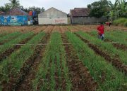 Kolaborasi Koramil 1208/Manonjaya dan BPP Manonjaya Berdayakan Petani Lokal