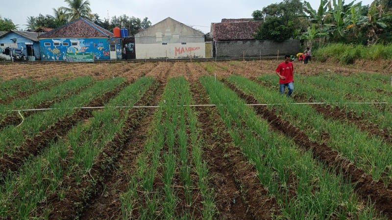 Kolaborasi Koramil 1208/Manonjaya dan BPP Manonjaya Berdayakan Petani Lokal