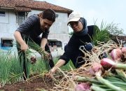 Koramil 1208/Manonjaya Sukses Panen Bawang Merah Varietas Bima Brebes