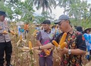 PKH Desa Batu Sumur Gelar Panen Jagung Perdana, Hasilkan Enam Ton dari Lahan 1,5 Hektare