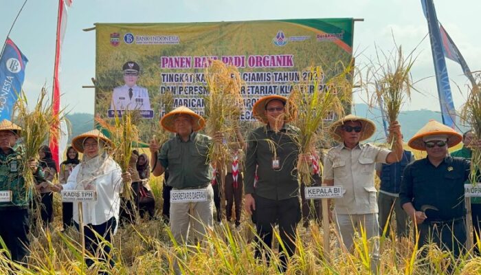 Ribuan Ton Padi Organik Dipanen di Pamarican, Upaya Bank Indonesia Perkuat Ketahanan Pangan